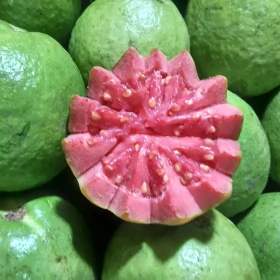 Guava